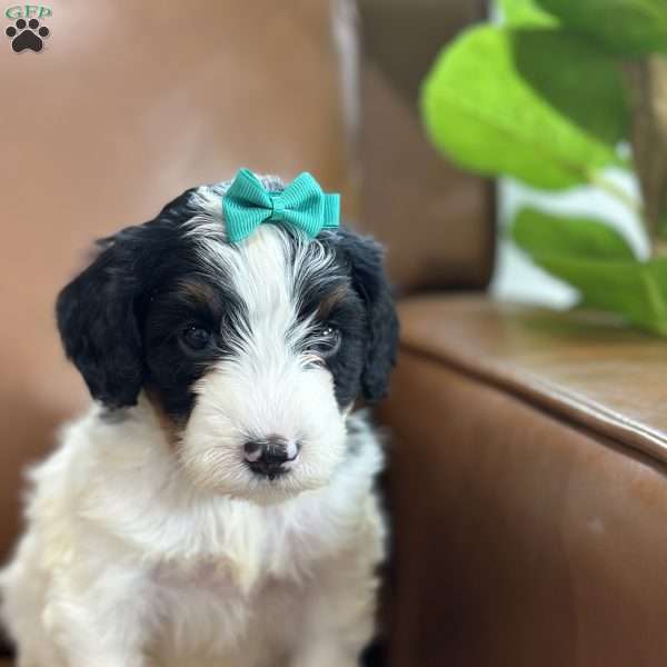 Breezy, Mini Bernedoodle Puppy